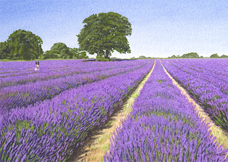 A watercolour painting of an English field of lavender by Margaret Heath RSMA.